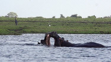 Hippopotamus, hippopotamus amphibius, Adults with Mouth wide open, Threat display, Fighting, Chobe River, Okavango Delta in Botswana, Slow motion