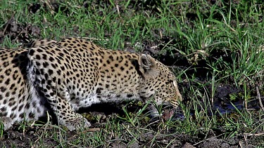 Leopard, panthera pardus, Adult drinking Water, Moremi Reserve, Okavango Delta in Botswana, Slow Motion
