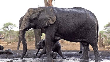 African Elephant, loxodonta africana, Adult having Mud Bath, Near Chobe River, Botswana, Slow Motion