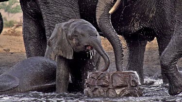 African Elephant, loxodonta africana, Group Spraying water at Drinking Pool, Near Chobe River, Botswana, Slow Motion