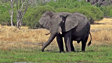 African Elephant, loxodonta africana, Adult spraying water and mud at Khwai River, Moremi Reserve, Okavango Delta in Botswana, Slow Motion