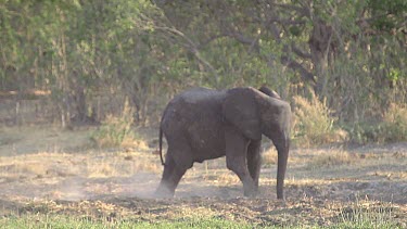 African Elephant, loxodonta africana, Young spraying Dust, Moremi Reserve, Okavango Delta in Botswana, Slow Motion