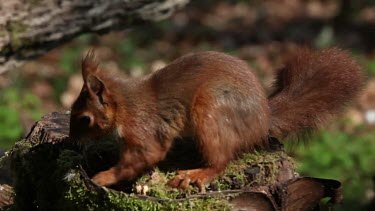 Red Squirrel, sciurus vulgaris, Adult looking for Hazelnut in Tree Stump, Normandy in France, Real Time