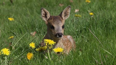 Roe Deer, capreolus capreolus, Fawn Laying in Meadow with Yellow Flowers, Normandy in France, Real Time