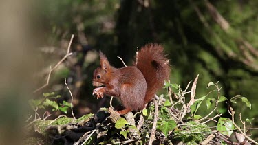 Red Squirrel, sciurus vulgaris, Adult Eating Hazelnut, Normandy in France, Real Time
