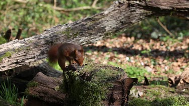 Red Squirrel, sciurus vulgaris, Adult Finding Hazelnut in Tree Stump and Walking away, Normandy in France, Real Time