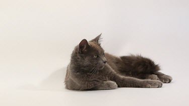 Chartreux Domestic Cat, Adult Laying against White Background, Real Time