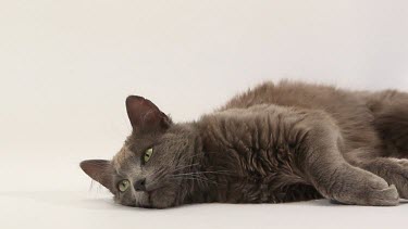 Chartreux Domestic Cat, Adult Laying against White Background, Looking around, Real Time