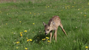 Roe Deer, capreolus capreolus, Fawn Walking in Meadow with Yellow Flowers, Normandy in France, Real Time
