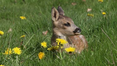 Roe Deer, capreolus capreolus, Fawn standing in Meadow with Yellow Flowers, Looking around, Normandy in France, Real Time