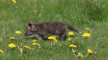 Red Fox, vulpes vulpes, Pup Walking in Meadow with Yellow Flowers, Normandy in France, Real Time