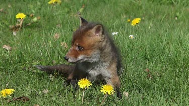 Red Fox, vulpes vulpes, Pup sitting in Meadow with Yellow Flowers, Looking around, Normandy in France, Real Time