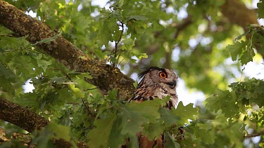 European Eagle Owl, asio otus, Adult standing on Tree, Normandy in France, Real Time