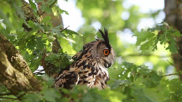 European Eagle Owl, asio otus, Adult standing on Tree, Looking around, Normandy in France, Real Time
