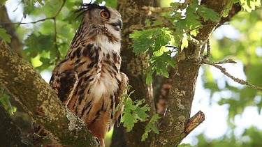 European Eagle Owl, asio otus, Adult standing on Tree, Looking aroundNormandy in France, Real Time