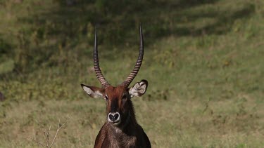 Defassa Waterbuck, kobus ellipsiprymnus defassa, Portrait of Male looking around, Nakuru Park in Kenya, Real Time