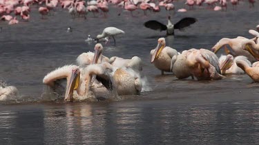 Great White Pelican, pelecanus onocrotalus, Group having Bath, Colony at Nakuru Lake in Kenya, Real Time