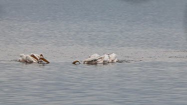 Great White Pelican, pelecanus onocrotalus, Group Fishing, Colony at Nakuru Lake in Kenya, Real Time