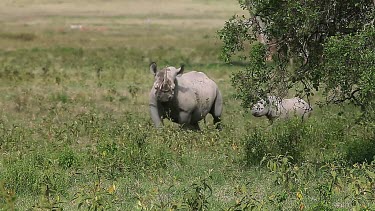 Black Rhinoceros, diceros bicornis, Female with Calf walking, Nakuru Park in Kenya, Real Time