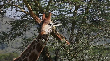 Rothschild's Giraffe, giraffa camelopardalis rothschildi, Adult Eating Acacia's Leaves, Nakuru Park in Kenya, Real Time