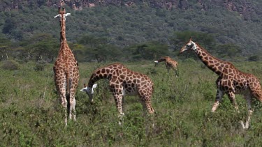 Rothschild's Giraffe, giraffa camelopardalis rothschildi, Herd walking through Savanna, Nakuru Park in Kenya, Real Time