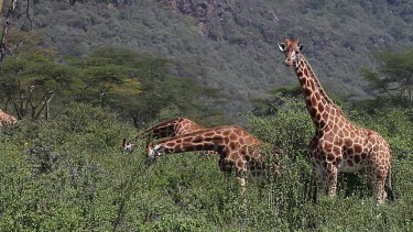 Rothschild's Giraffe, giraffa camelopardalis rothschildi, Herd eating Bush, Nakuru Park in Kenya, Real Time
