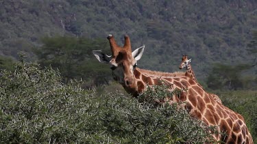 Rothschild's Giraffe, giraffa camelopardalis rothschildi, Adult eating Acacia's Leaves, Nakuru Park in Kenya, Real Time