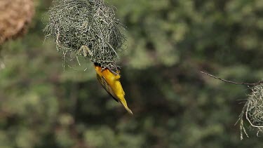 Speke's Weaver, ploceus spekei, Male working on Nest, Bogoria Park in Kenya, Real Time