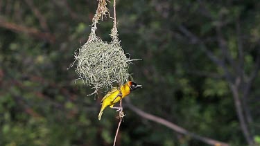 Speke's Weaver, ploceus spekei, Male near its Nest, Bogoria Park in Kenya, Real Time