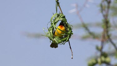 Village Weaver, ploceus cucullatus, Male working on Nest, Bogoria Park in Kenya, Real Time