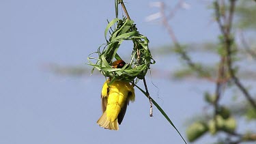 Village Weaver, ploceus cucullatus, Male and Female standing on Nest, Bogoria Park in Kenya, Real Time