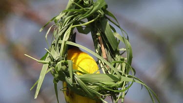 Village Weaver, ploceus cucullatus, Male working on Nest, Bogoria Park in Kenya, Real Time