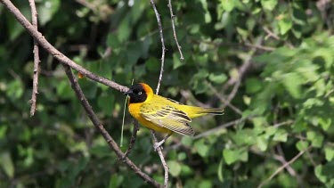 Speke's Weaver, ploceus spekei, Male standing on Branch against Wind, Bogoria Park in Kenya, Real Time