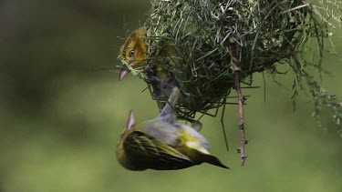 Speke's Weaver, ploceus spekei, Females Fighting on Nest, Bogoria Park in Kenya, Real Time