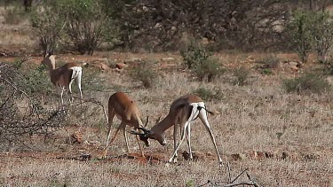 Grant's Gazelle, gazella granti, Males fighting, Nakuru Park in Kenya, Real Time