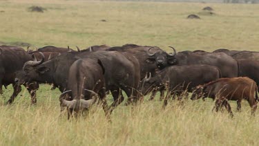 African Buffalo, syncerus caffer, Herd walking through Savanna, Nakuru Park in Kenya, Real Time