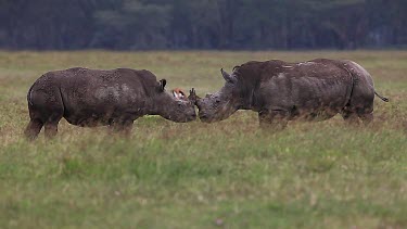 White Rhinoceros, ceratotherium simum, Youngs fighting, Nakuru Park in Kenya, Real Time