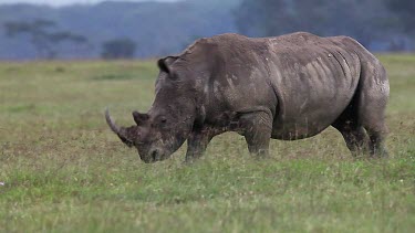 White Rhinoceros, ceratotherium simum, Female running throught Savanna, Nakuru Park in Kenya, Real Time