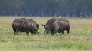 White Rhinoceros, ceratotherium simum, Youngs fighting, Nakuru Park in Kenya, Real Time