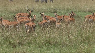 Impala, aepyceros melampus, Male with its Females standing in Long Grass, Nakuru Park in Kenya, Real Time