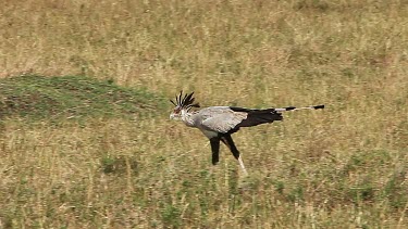 Secretary Bird, sagittarius serpentarius, Adult walking through Savanna, Looking for Food, Nakuru Park in Kenya, Real Time