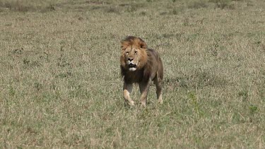 African Lion, panthera leo, Male walking through Savanna, Masai Mara Park in Kenya, Real Time