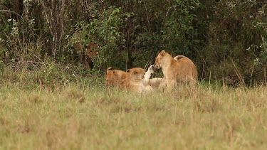 African Lion, panthera leo, Group standing near Bush, Cub playing, Samburu Park in Kenya, Real Time