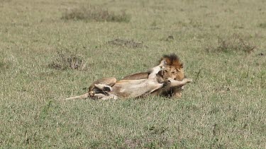 African Lion, panthera leo, Males walking through Savanna, Masai Mara Park in Kenya, Real Time