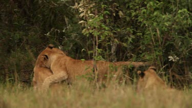 African Lion, panthera leo, Group standing near Bush, Cub playing, Samburu Park in Kenya, Real Time