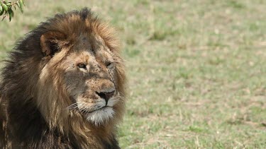 African Lion, panthera leo, Male licking its Nose, Masai Mara Park in Kenya, Real Time