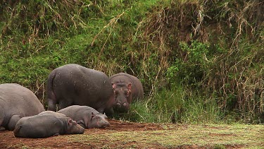 Hippopotamus, hippopotamus amphibius, Youngs sleeping and Adults with Open Mouth, Masai Mara Park in Kenya, Real Time