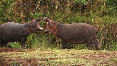 Hippopotamus, hippopotamus amphibius, Adults with Open Mouth, Masai Mara Park in Kenya, Real Time