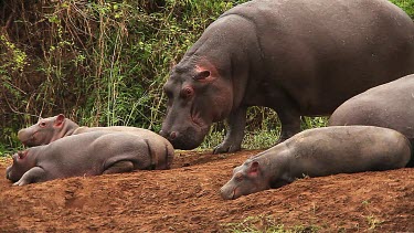 Hippopotamus, hippopotamus amphibius, Adult licking Young, Masai Mara Park in Kenya, Real Time