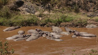 Hippopotamus, hippopotamus amphibius, Adult sleeping in River, Masai Mara Park in Kenya, Real Time